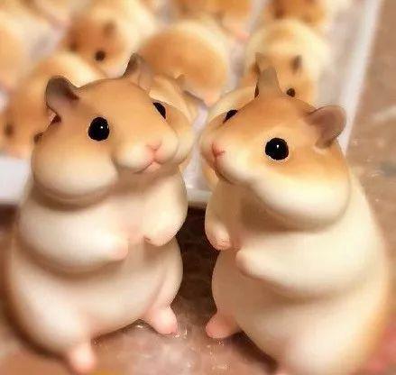 娱乐吃瓜酱仓鼠